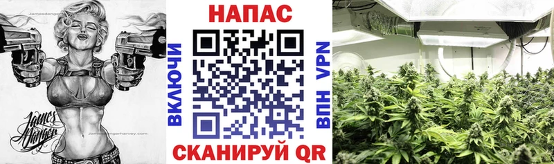 Конопля сатива  Альметьевск 